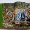 Beau gros livre d'images "Des bébés animaux"
